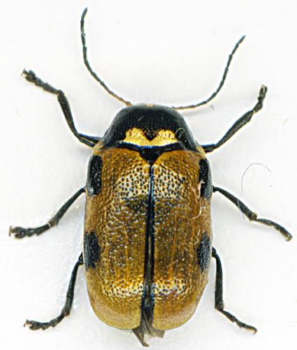 Réf. 219 412 : Cryptocephalus distinguendus